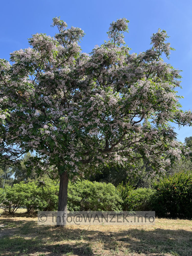 Melia azedarach 01.jpg